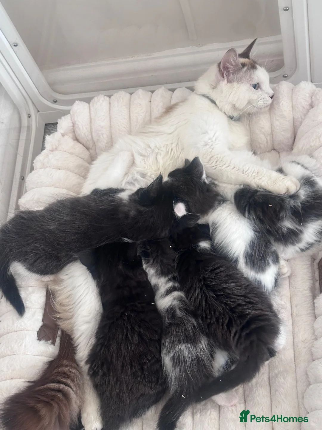 Mixed Breed cats for sale: Ragdoll x tuxedo - Advert 2