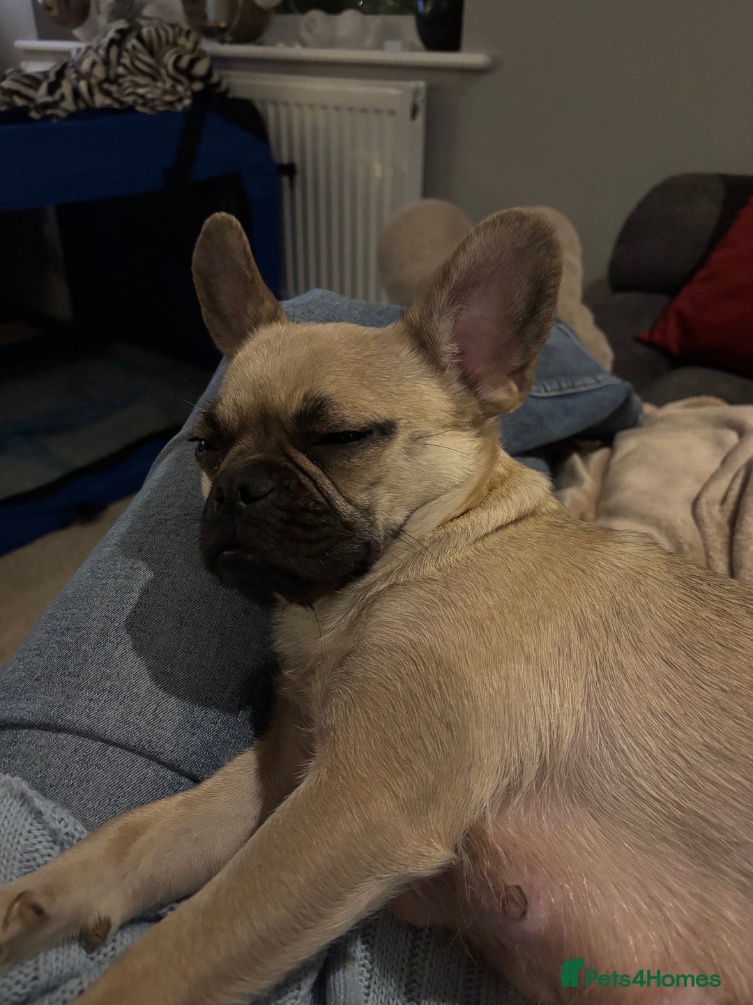 Frug dogs for sale: Frug cross Pug baby boy  - Advert 2