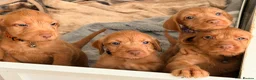 Hungarian Vizsla dogs for sale: Wirehaired Hungarian Vizsla 💕 - Advert 13
