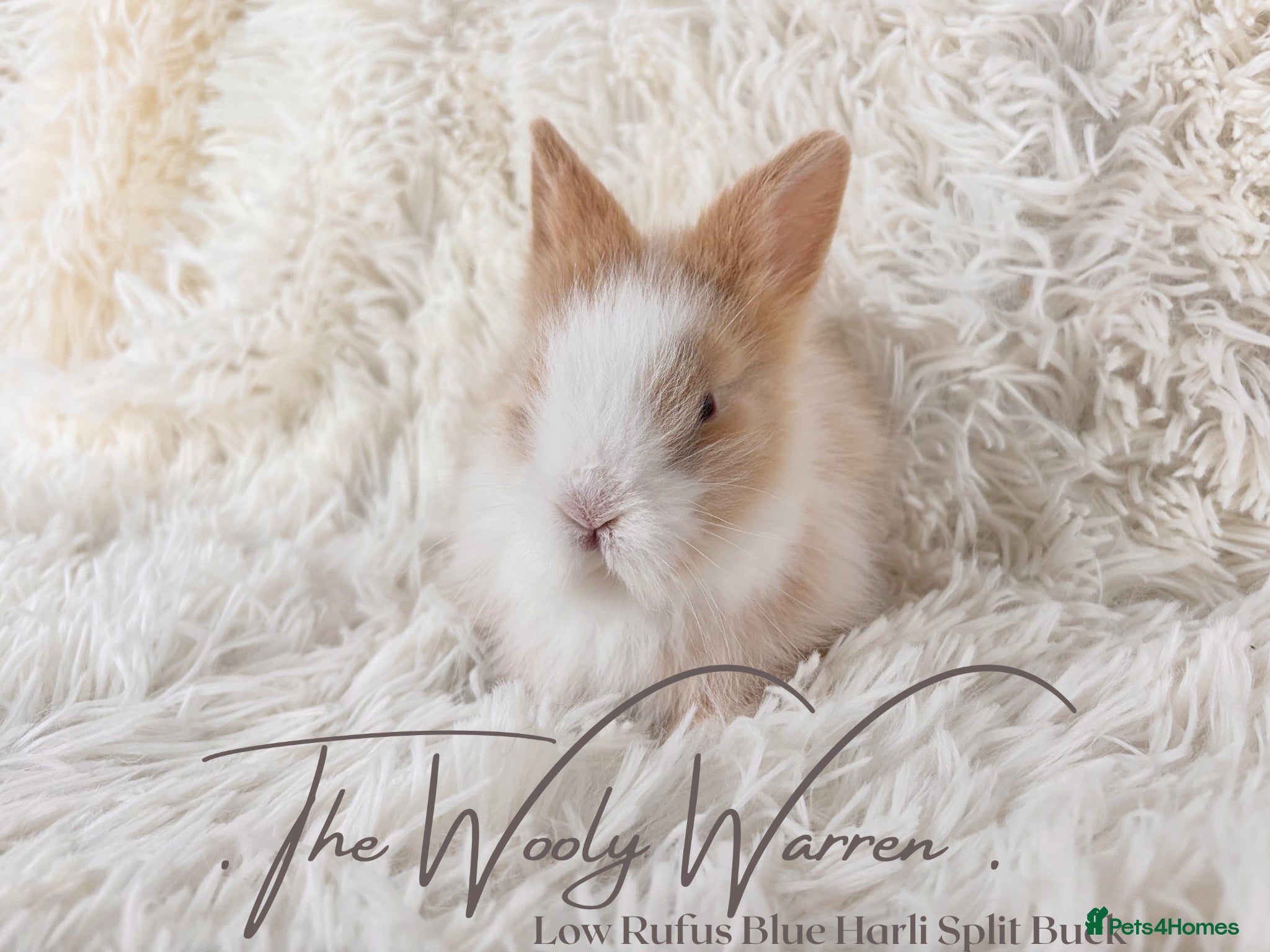 Lionhead rabbits Fully Vaccinated Lionhead Brothers  - Advert 2