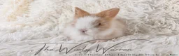 Lionhead rabbits for sale: Fully Vaccinated Lionhead Brothers  - Advert 12
