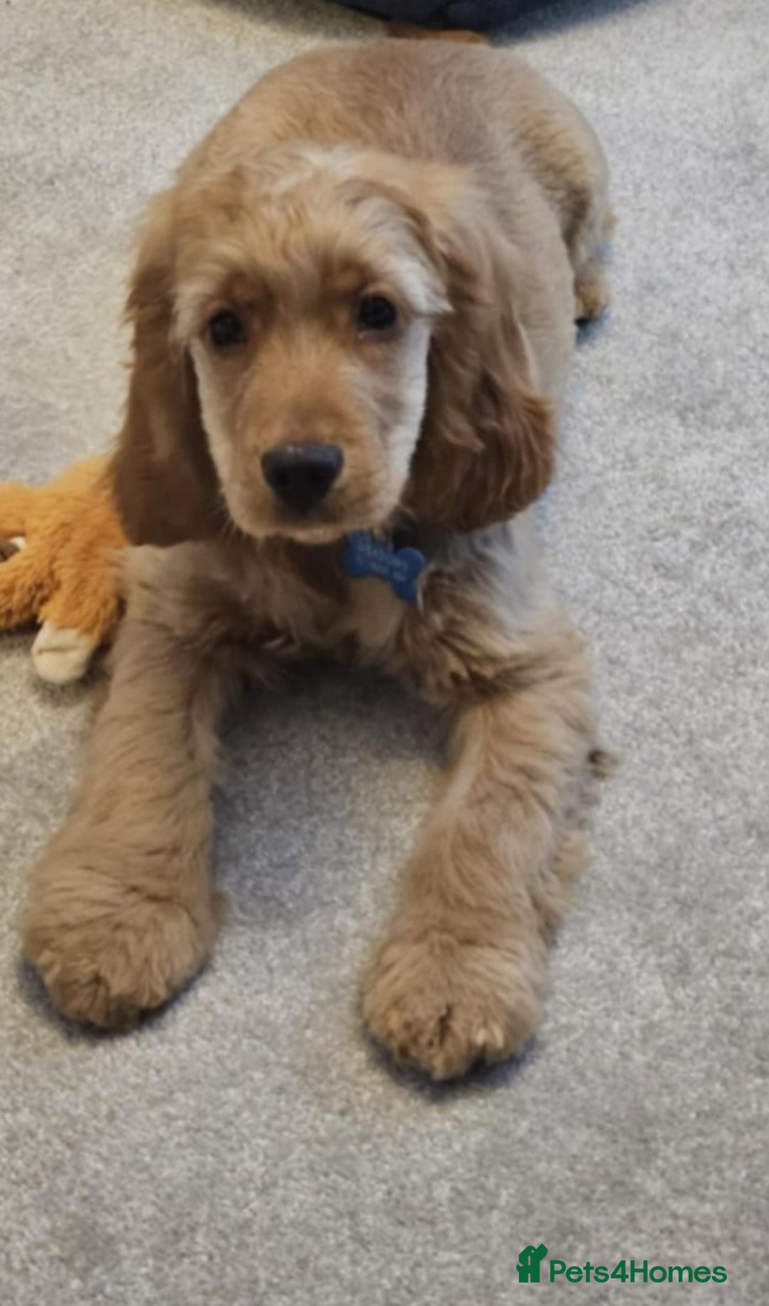 Cocker Spaniel dogs for sale: KC Golden Show Spaniels - Advert 20