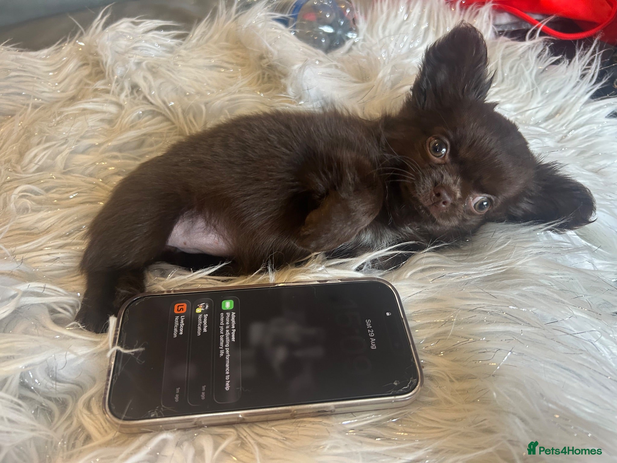 Chihuahua dogs READY NOW - Tiny long coat chihuahua puppy - Advert 2