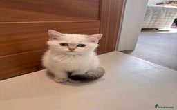 British Shorthair cats for sale: Adorable kitten for sale - Image 1
