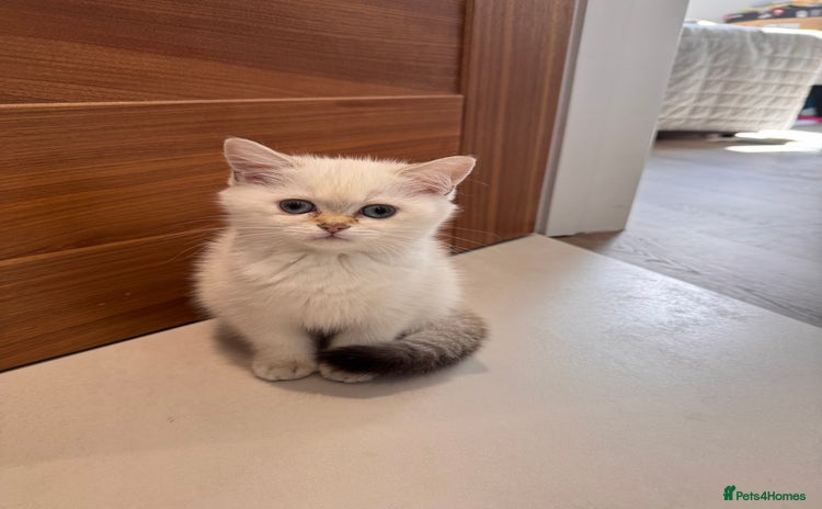 British Shorthair cats - Advert 1