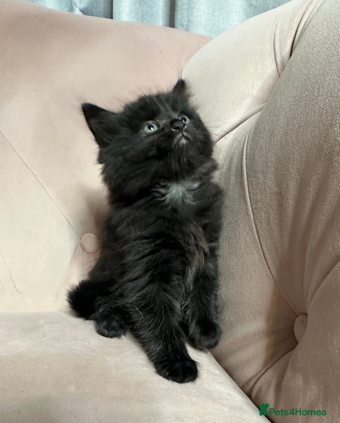 Mixed Breed cats for sale: Mixed breed kitten, one boy left  - Advert 2