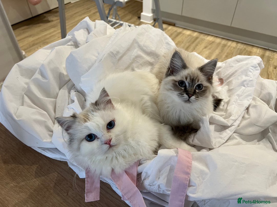 Ragdoll cats for sale: LAST KITTEN LEFT 🎀 - Image 11