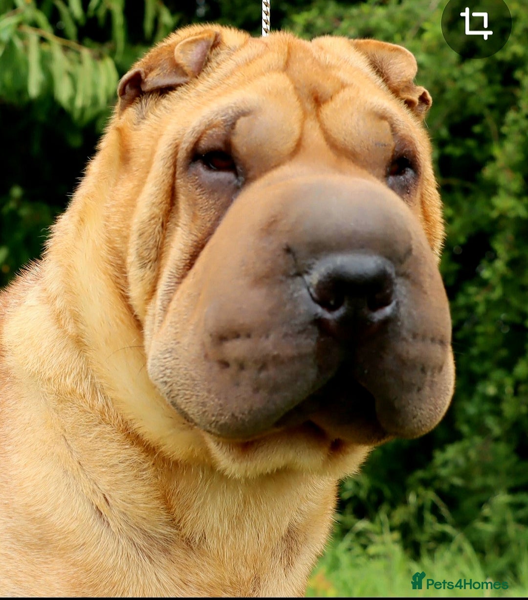 Shar Pei dogs for sale: Shar pei puppies  - Advert 2