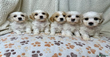 Cavachon dogs - Advert 6