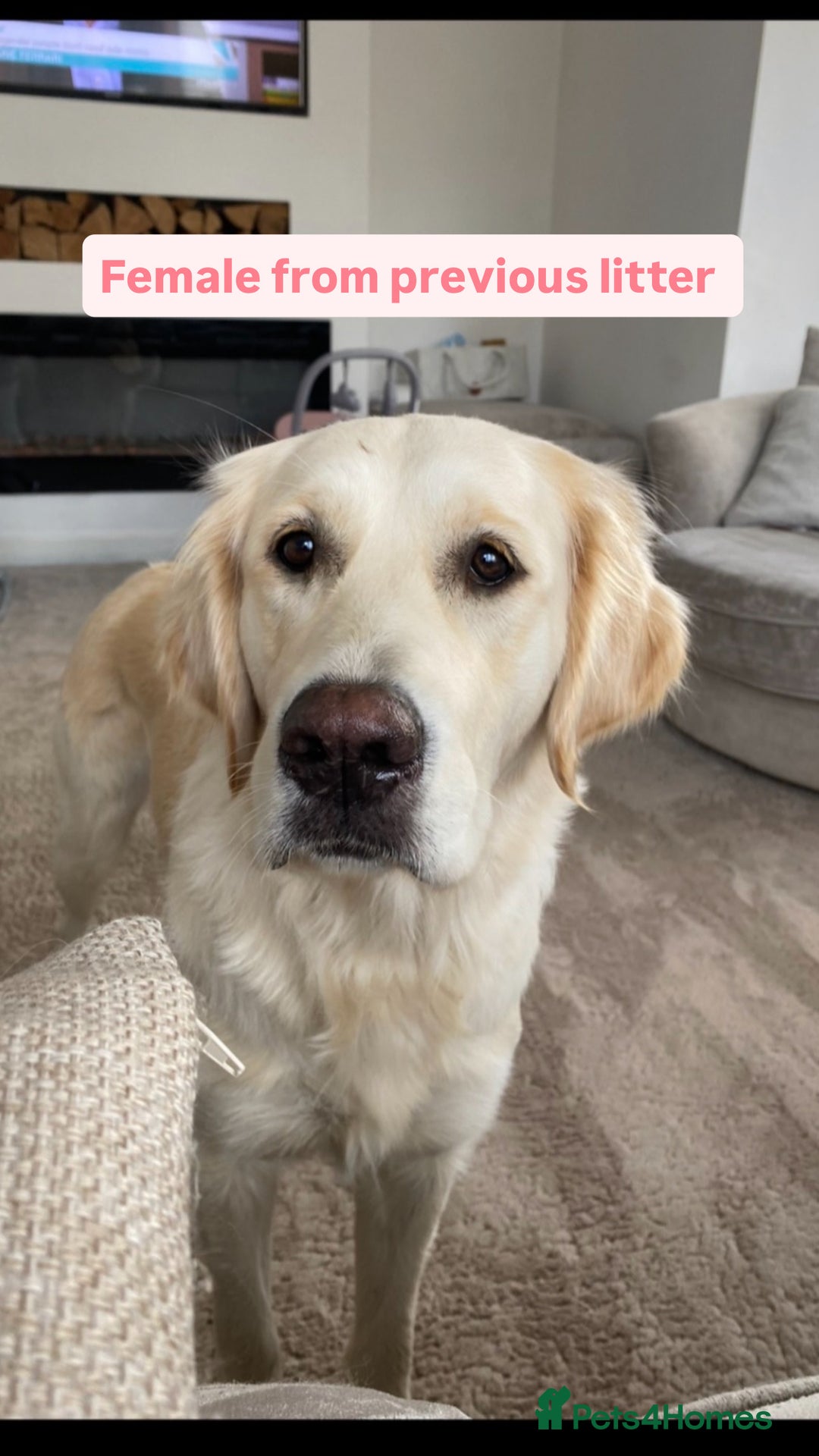 Golden Retriever dogs for sale: Golden retriever X goldador puppies - Image 10