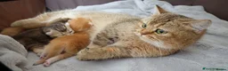 British Longhair cats for sale: NY12 Two Beautiful Female Cats Looking for Loving - Advert 29