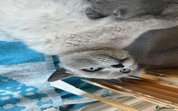 British Shorthair cats for sale: Stunning British Blue Short Hair Kittens - Image 3