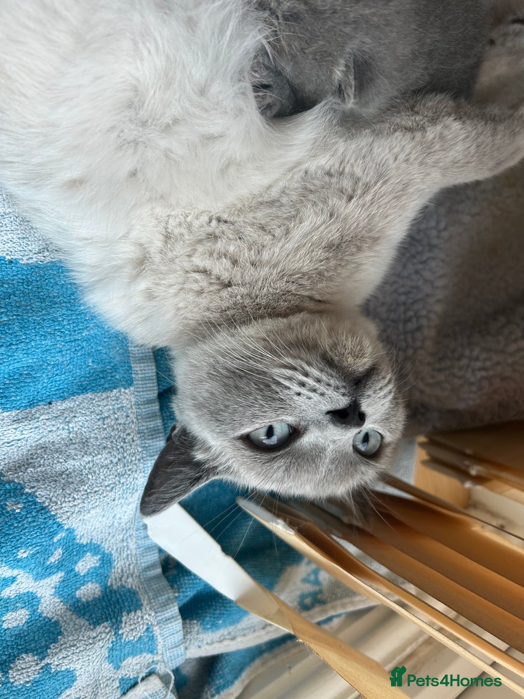 British Shorthair cats for sale: Stunning British Blue Short Hair Kittens - Image 3
