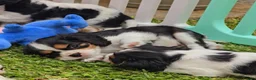 Cavalier King Charles Spaniel dogs for sale: Cavalier King Charles Spaniel Puppies Available - Advert 5
