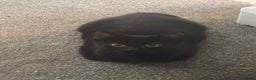 British Shorthair cats for sale: 2 black little boys - Advert 3