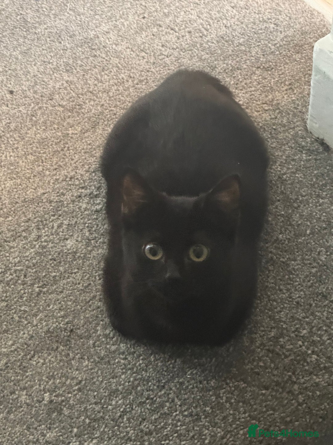 British Shorthair cats for sale: 2 black little boys - Advert 3