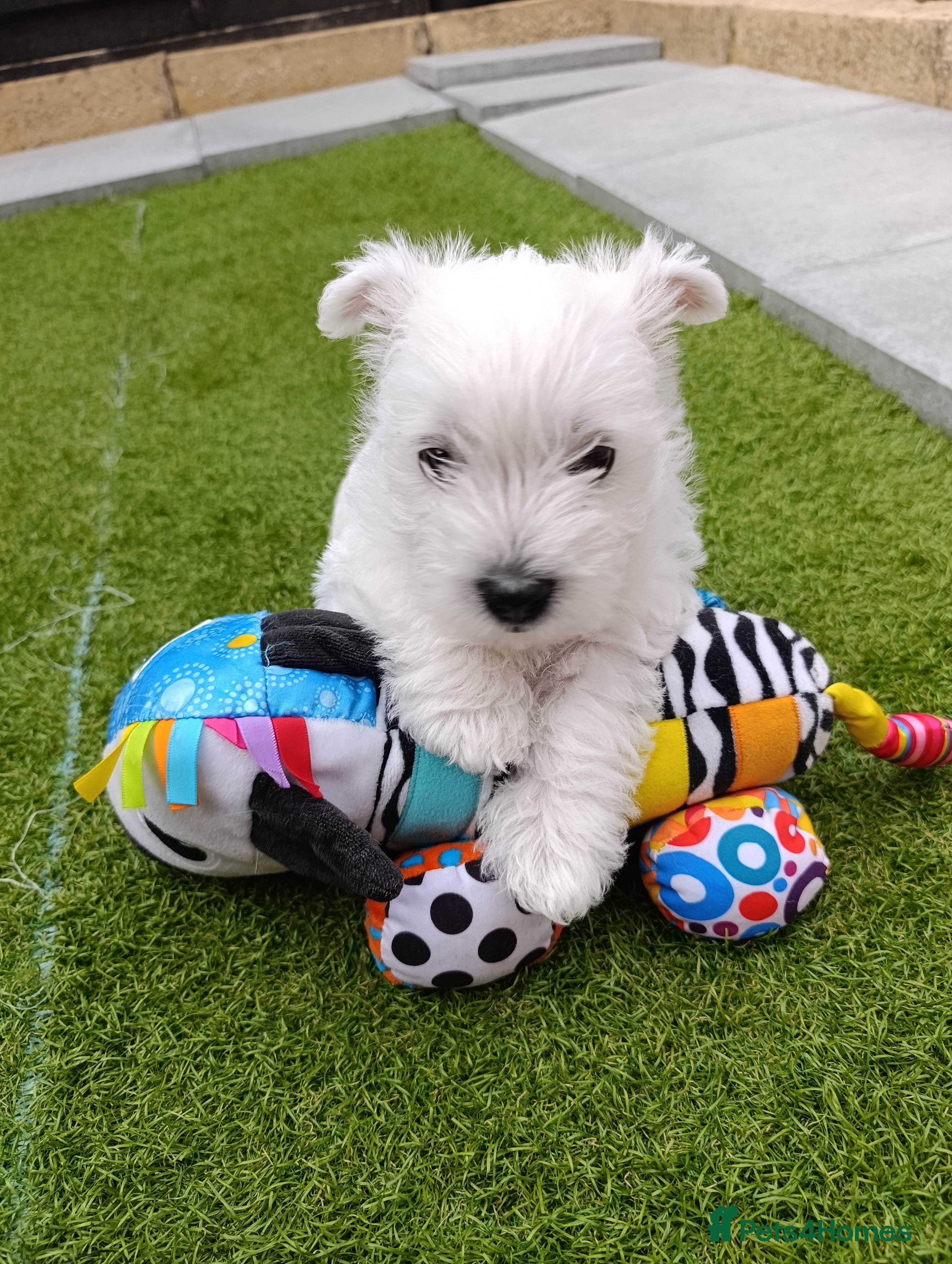 West Highland Terrier dogs RKC west highland white terrier puppies  - Advert 2