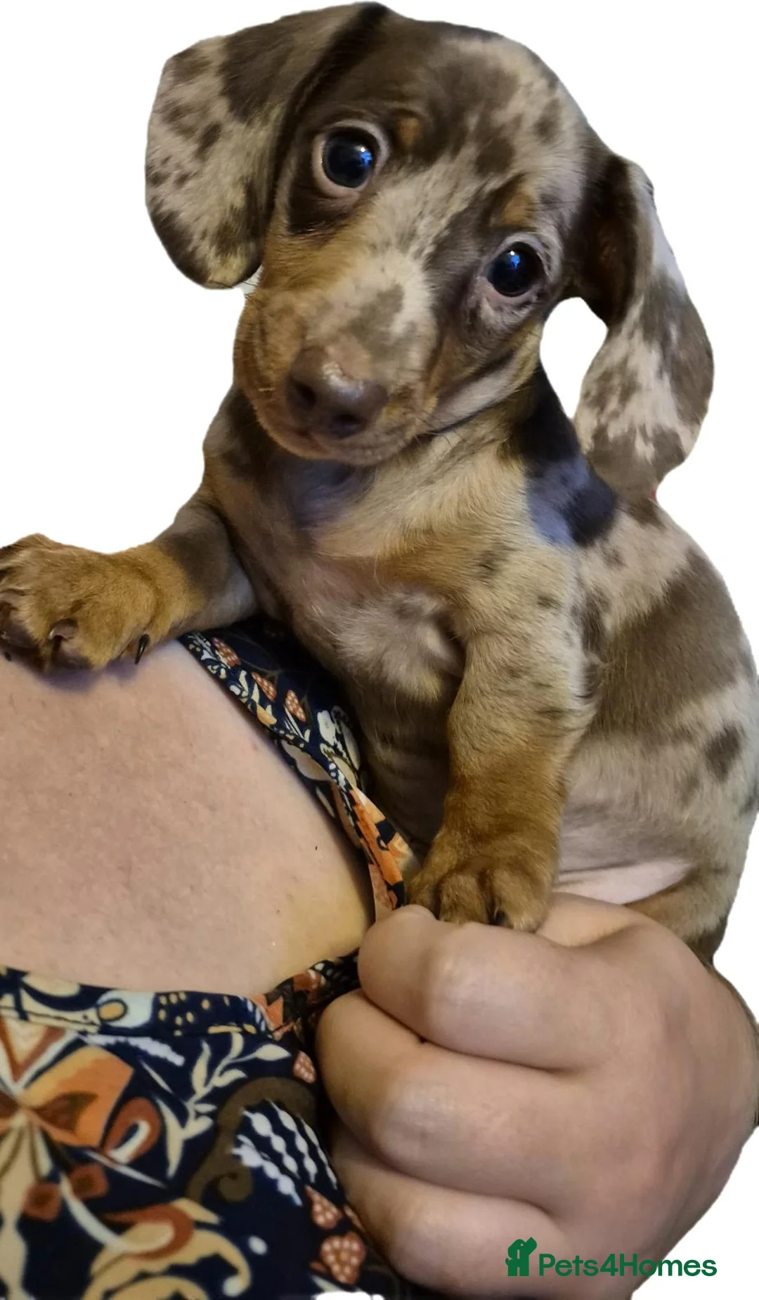 Miniature Dachshund dogs for sale: 2 miniature Dachshund puppies available  - Advert 2