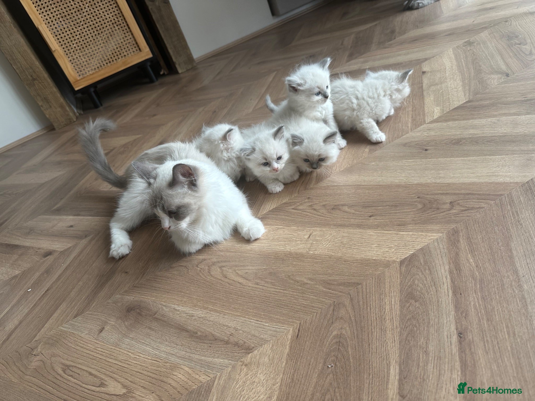Ragdoll cats REDUCED Ragdoll kittens pedigree  - Advert 13
