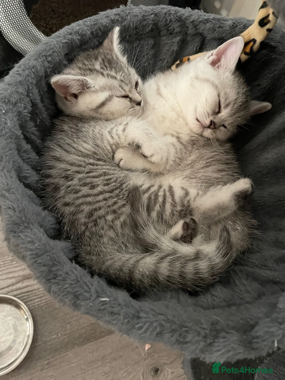 British Shorthair cats for sale: Silver spotted Bsh babies  - Advert 2
