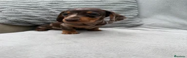 Twix