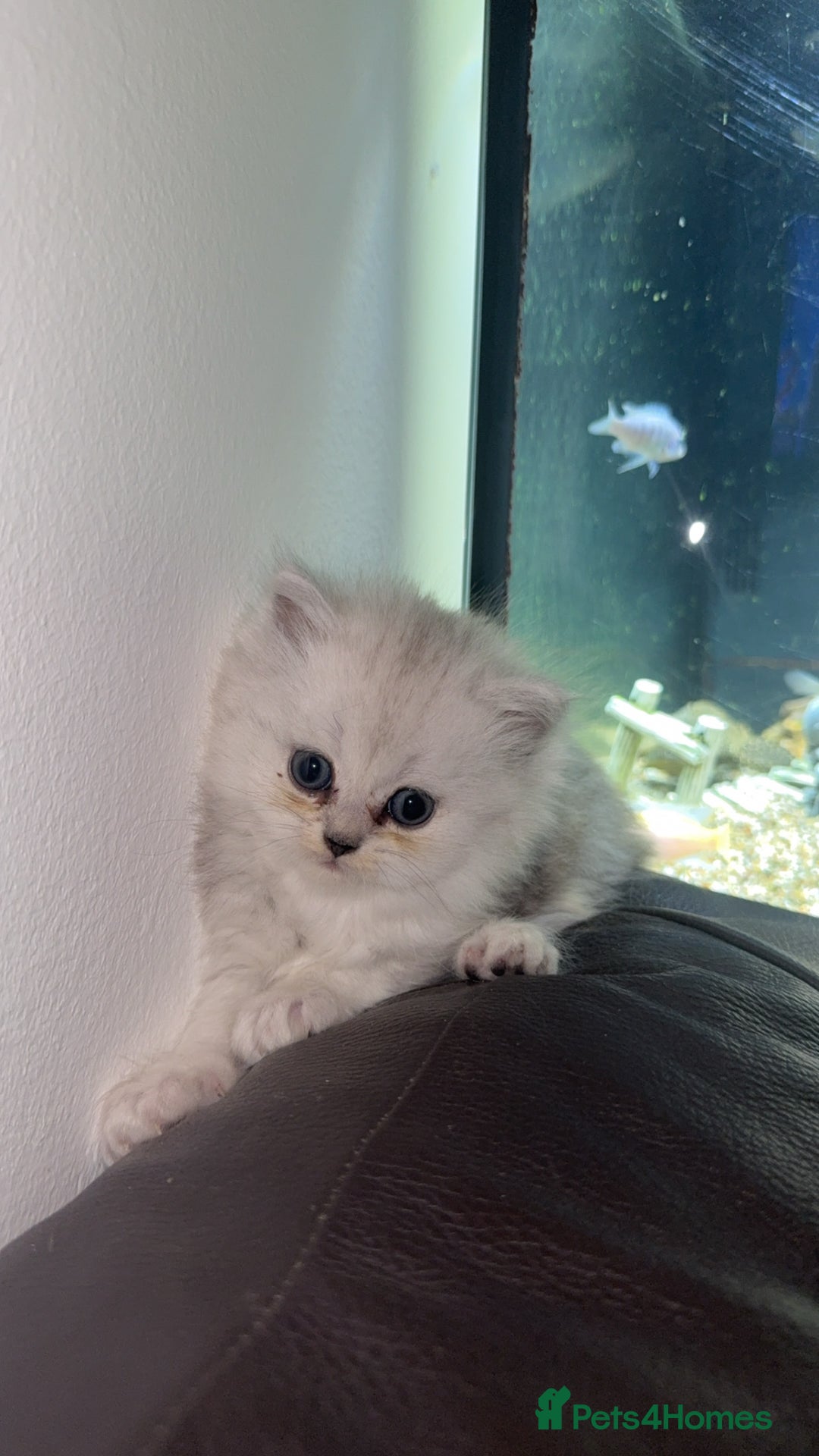 Persian cats for sale: Persian chinchilla kittens  - Advert 30