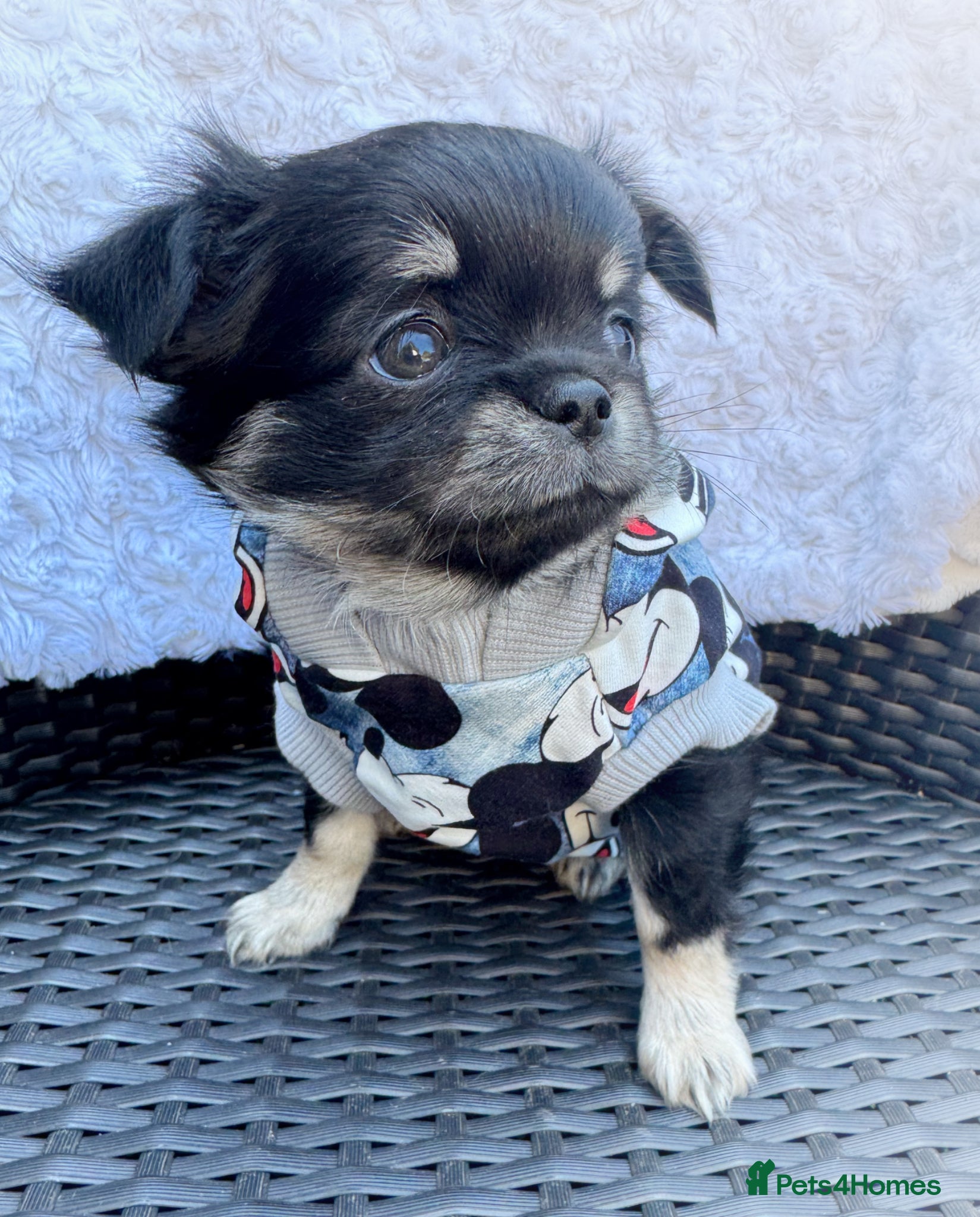 Chihuahua dogs KC quality Tricolor long coat chihuahua boy  - Advert 2