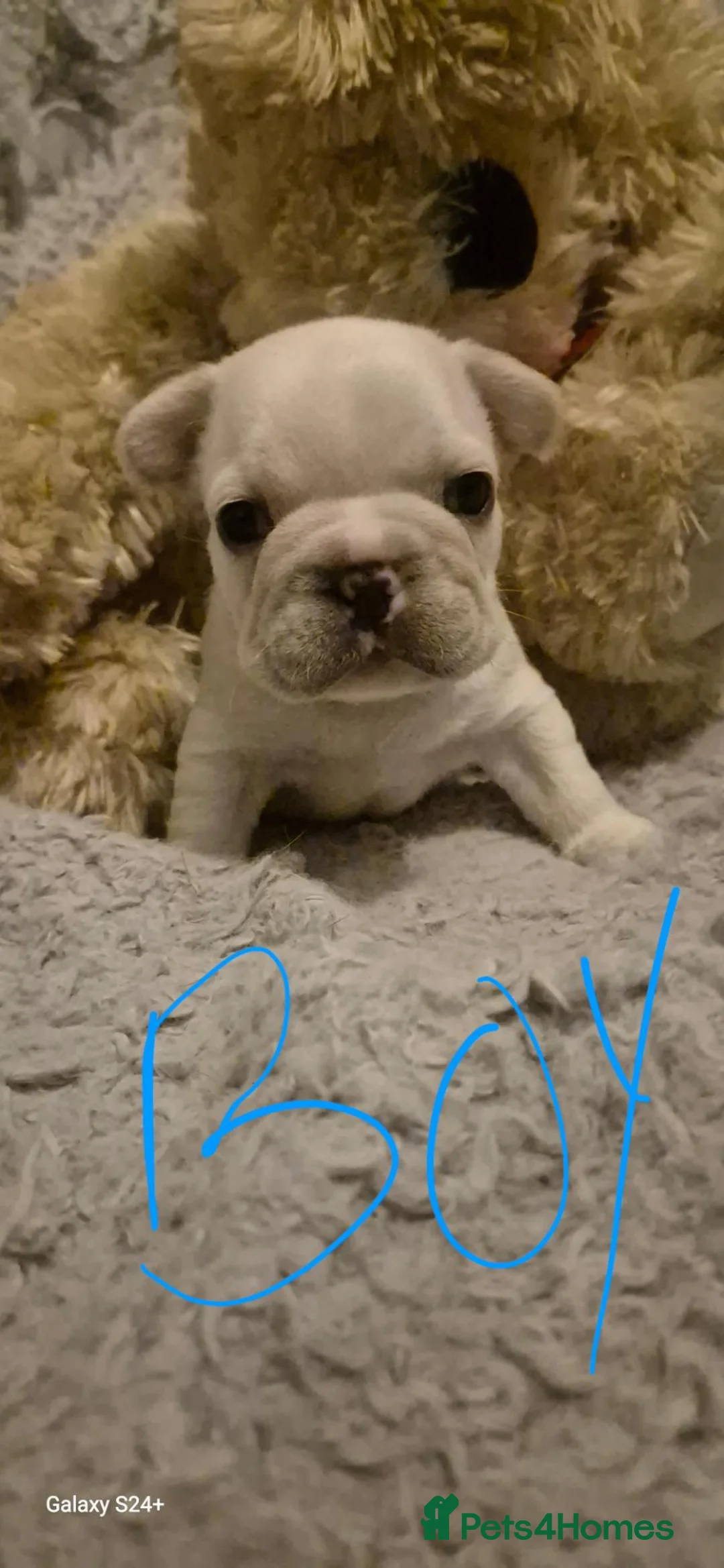 French Bulldog dogs for sale: Beautiful French bulldog puppy's  - Advert 2