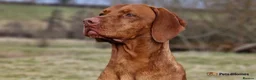 Hungarian Vizsla dogs for sale: 🌟Stunning, strong health tested KC pups 🌟  - Advert 20