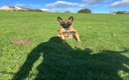 Mixed Breed dogs for sale: Cane corso x mail pups available.  - Advert 1