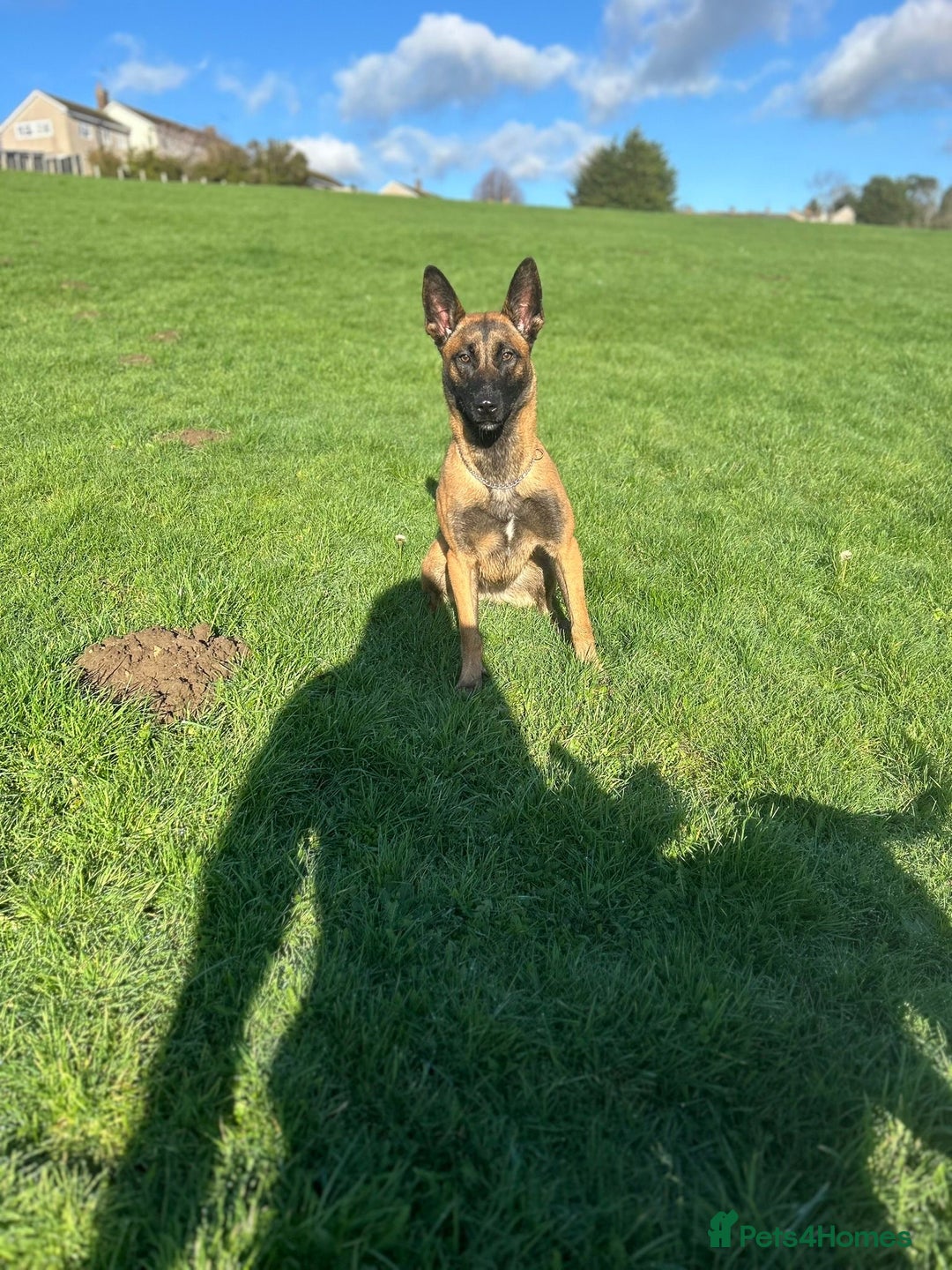 Mixed Breed dogs for sale: Cane corso x mail pups available.  - Advert 1