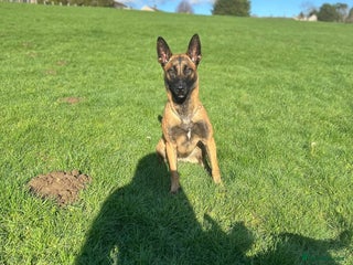 Mixed Breed dogs for sale: Cane corso x mail pups available. - Advert 1