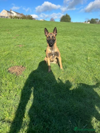 Mixed Breed dogs Cane corso x mail pups available. - Advert 1