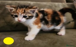 Mixed Breed cats for sale: Maine Coon/Norwegian Forest/British Shorthair X - Advert 7