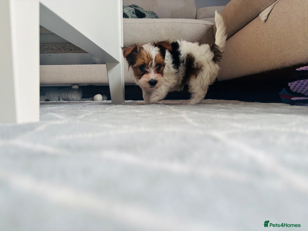 Yorkshire Terrier dogs for sale: ❤️Beautiful blue eyed Yorkshire terrier puppies❤️ - Advert 15