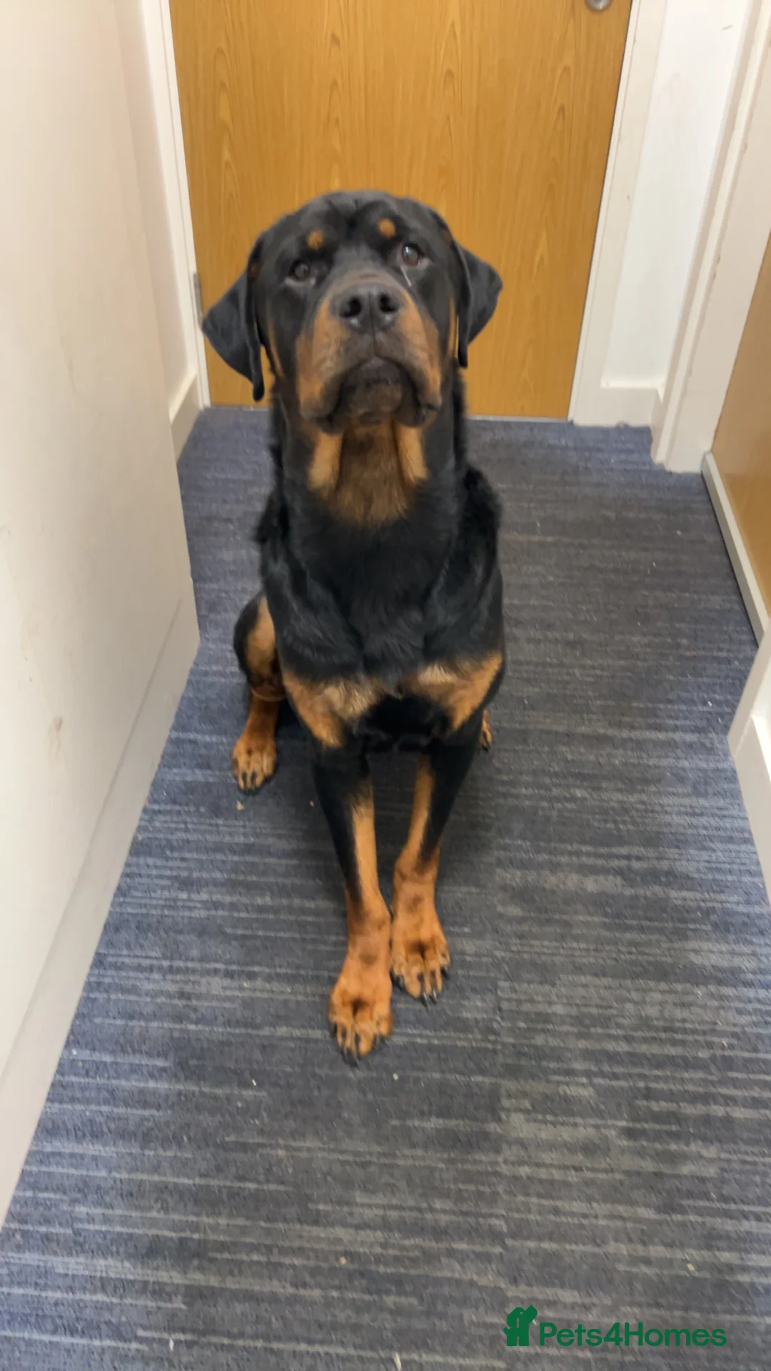 Rottweiler dogs for adoption: Kakarot - Advert 17