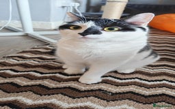 Domestic Shorthair cats for sale: Cat looking for new home - Image 3