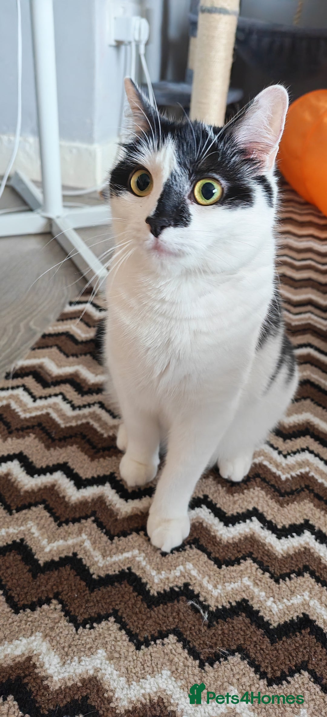 Domestic Shorthair cats for sale: Cat looking for new home - Image 3