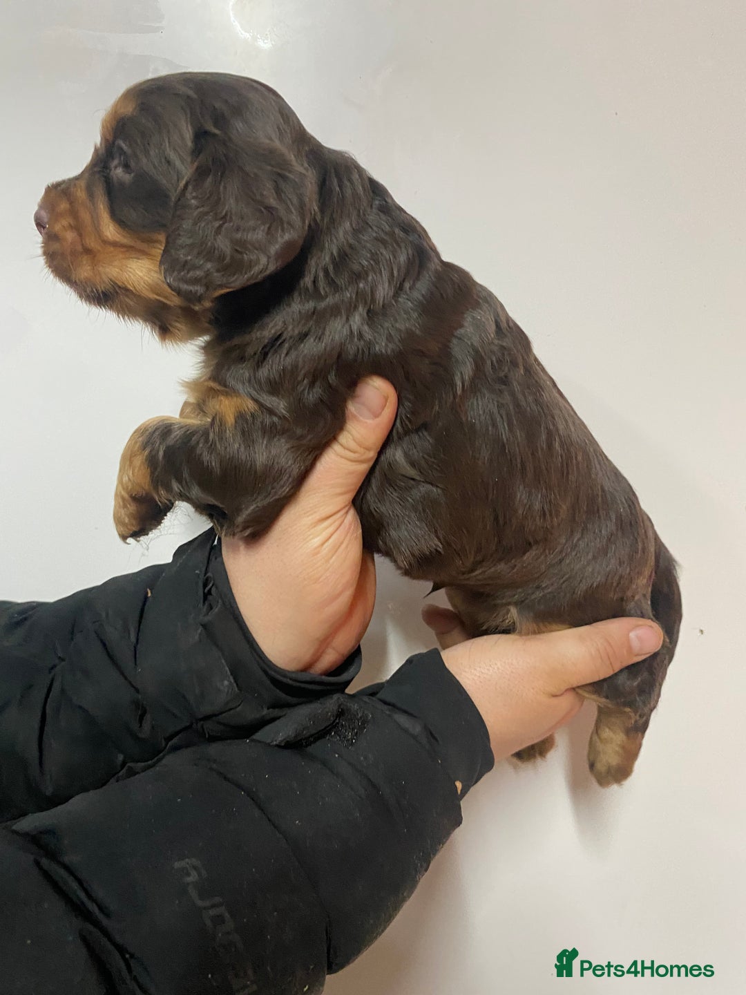 Cocker Spaniel dogs for sale: Beautifully coloured cocker spaniel puppys forsale - Advert 13