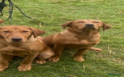 Labrador Retriever dogs for sale: Deep Fox Red KC FTCH labpups Health Tested Parents - Image 10