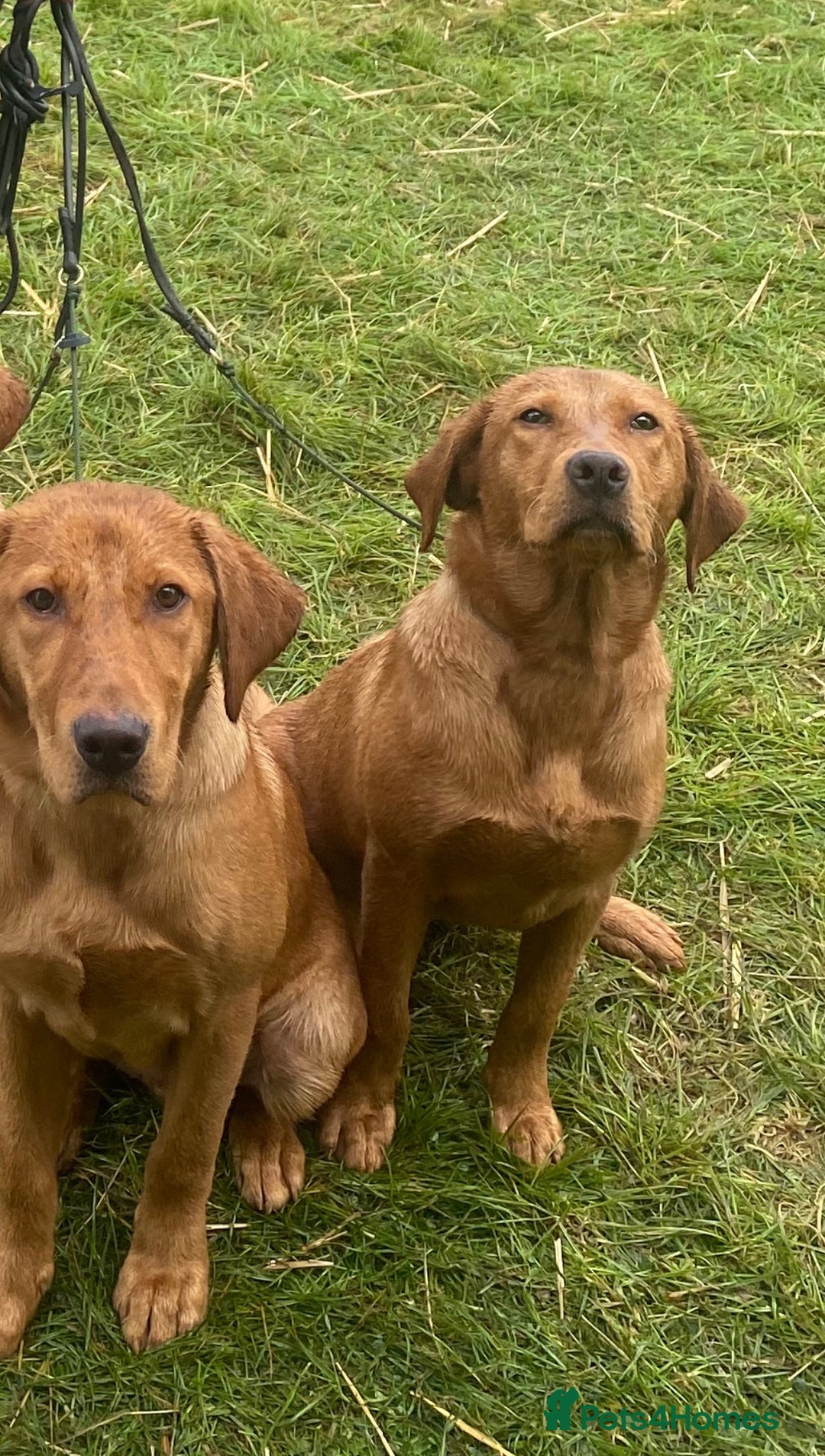 Labrador Retriever dogs for sale: Deep Fox Red KC FTCH labpups Health Tested Parents - Image 10