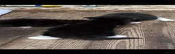 Domestic Shorthair cats for sale: Tuxedo kittens in Holywell - Advert 14