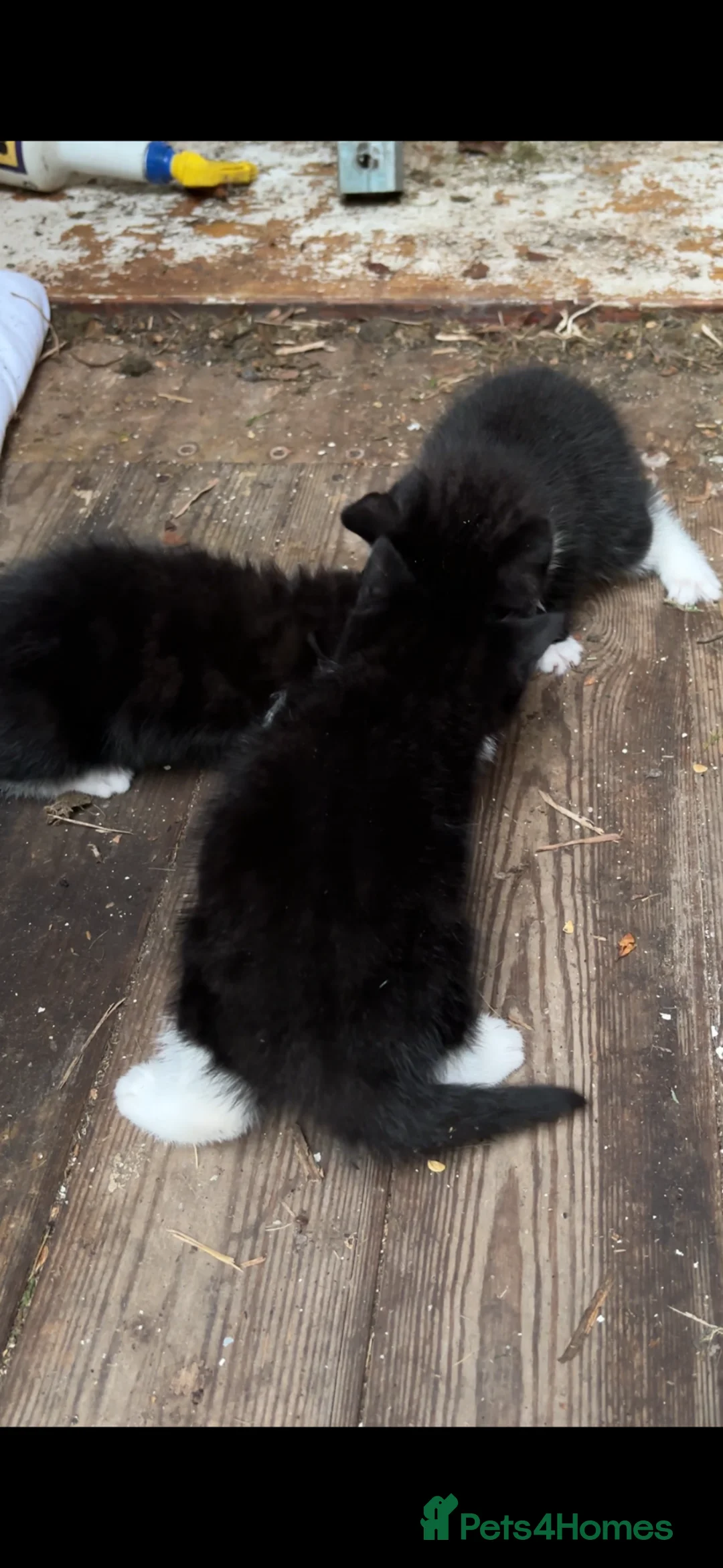Domestic Shorthair cats for sale: Tuxedo kittens in Holywell - Advert 14