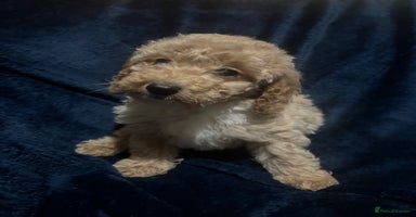 Miniature Poodle dogs - Advert 14