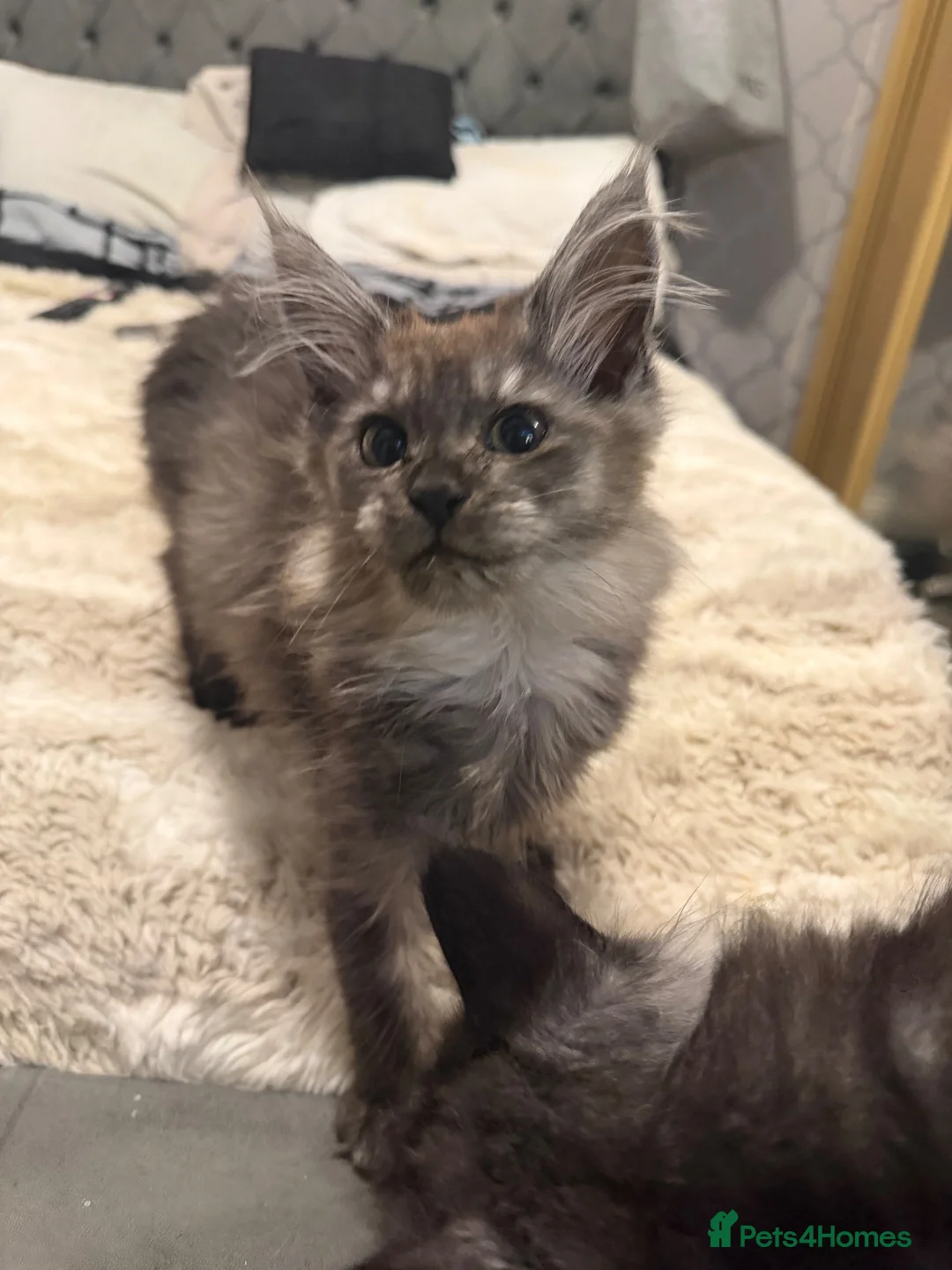 Maine Coon cats for sale: TICA registered Maine coon kittens 8 weeks old  - Advert 1
