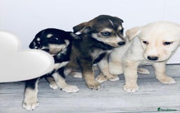 Siberian Husky dogs for sale: Husky Puppies  - Image 3