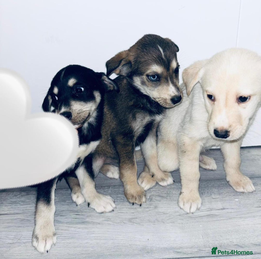 Siberian Husky dogs for sale: Husky Puppies  - Image 3