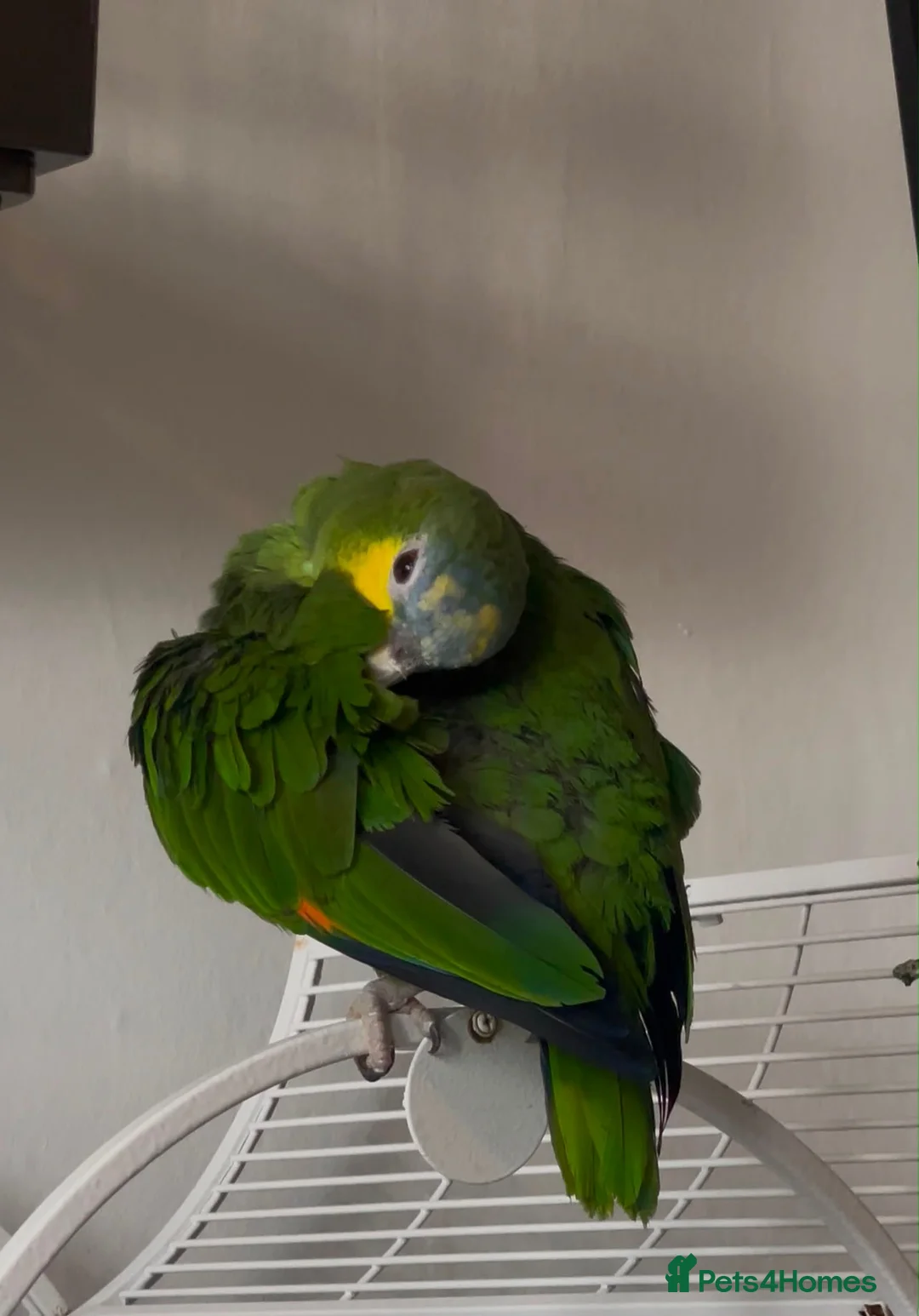 Parrots birds for sale:  Blue-Fronted Amazon Parrot – Calm & Friendly - Advert 2