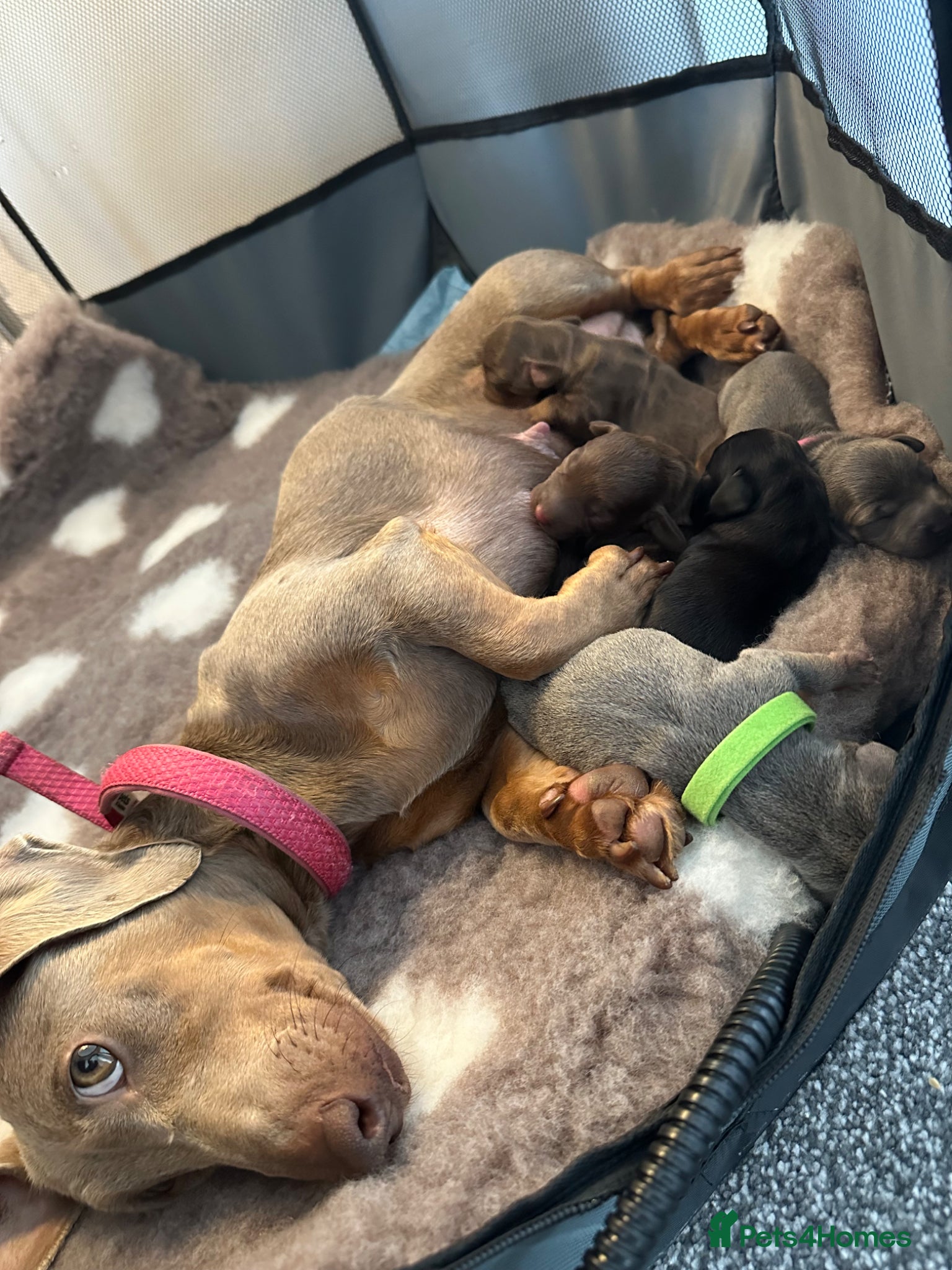 Miniature Dachshund dogs 🐾🐶Cutest miniature dashchunds 🐶🐾 - Advert 3