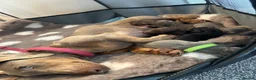 Miniature Dachshund dogs for sale: 🐾🐶Cutest miniature dashchunds 🐶🐾 - Advert 1
